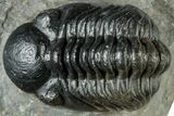 Reedops Trilobite Fossil - Atchana, Morocco #312348-1